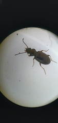 Bembidion lampros