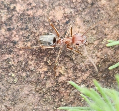 Anoplolepis custodiens