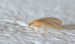 Micromus oblongus
