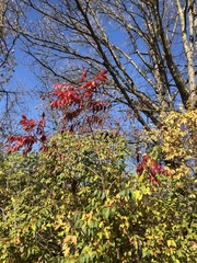 Koelreuteria paniculata