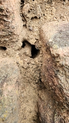 Anoplolepis custodiens