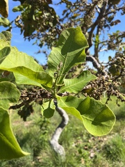 Curatella
