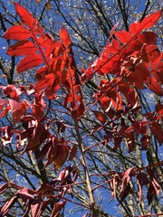 Koelreuteria paniculata