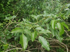 Zanthoxylum capense