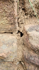 Anoplolepis custodiens