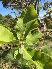 Curatella