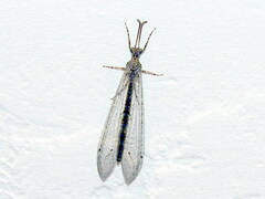 Neuroleon arenarius