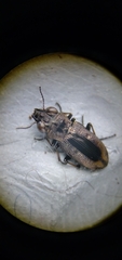 Notiophilus sylvaticus