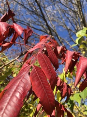 Koelreuteria paniculata