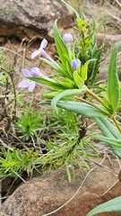 Conostomium natalense