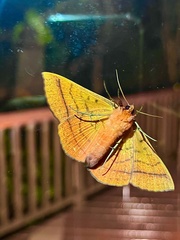 Hypopyra capensis