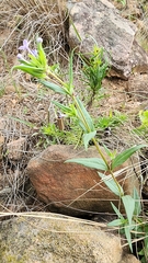 Conostomium natalense