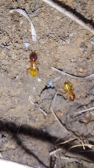 Microhodotermes viator