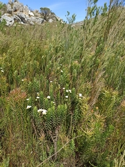 Osmitopsis asteriscoides