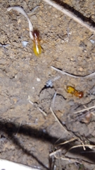 Microhodotermes viator