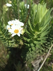 Osmitopsis asteriscoides