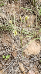 Kohautia amatymbica