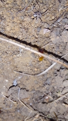 Microhodotermes viator