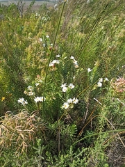 Osmitopsis asteriscoides
