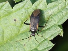 Adelphocoris seticornis