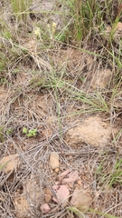 Kohautia amatymbica