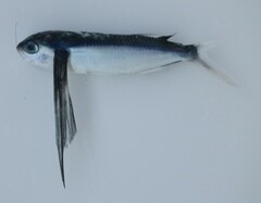 Exocoetidae