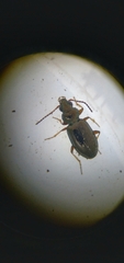 Bembidion lampros