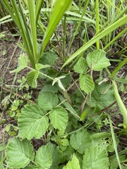 Rubus rigidus