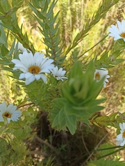 Osmitopsis asteriscoides