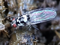 Anthomyia