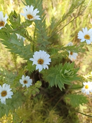 Osmitopsis asteriscoides