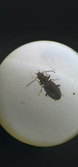 Bembidion lampros