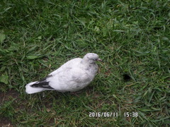 Columba livia domestica