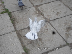 Columba livia domestica