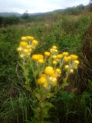 Helichrysum foetidum