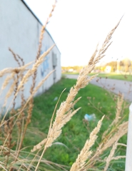 Calamagrostis epigejos