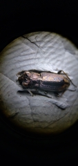 Notiophilus sylvaticus
