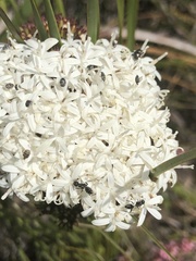 Myrmopiromis