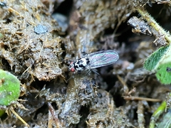 Anthomyia