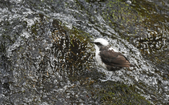 Cinclus leucocephalus