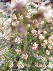Erica ericoides