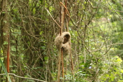 Amblyospiza albifrons