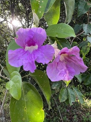 Bignonieae