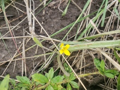 Hypoxis angustifolia