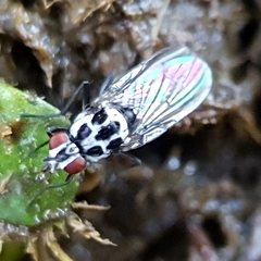 Anthomyia