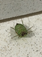 Platycoelia pomacea