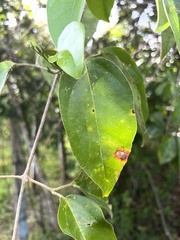 Bignonieae