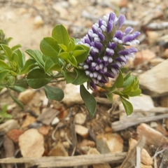 Psoralea bracteolata