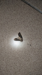 Agrotis segetum