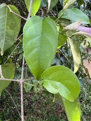 Bignonieae